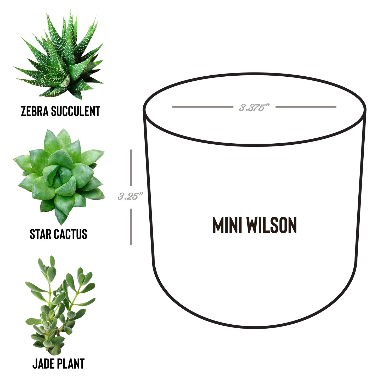 The Healthy HopHead Logo Desk Plant