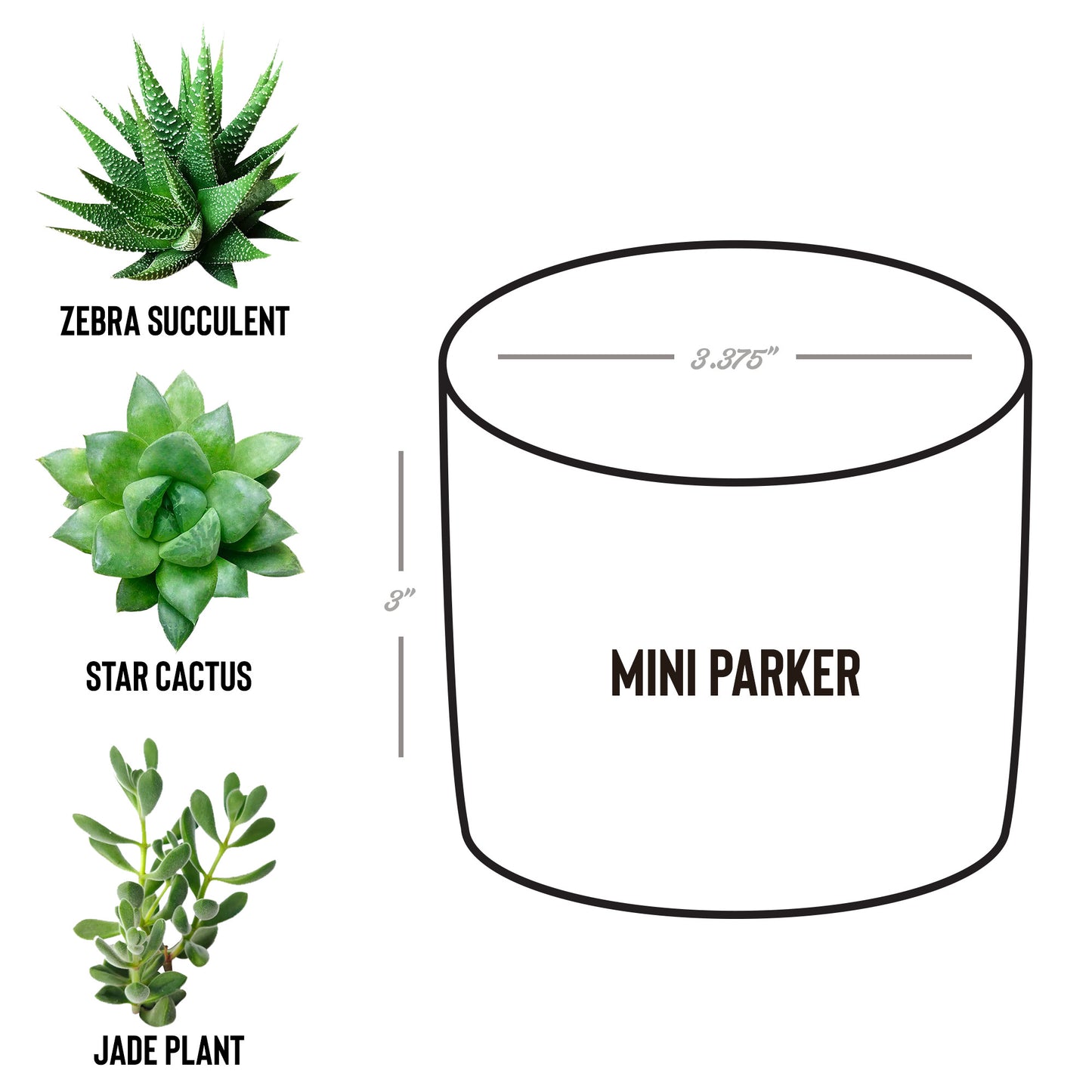 The Healthy HopHead Logo Desk Plant